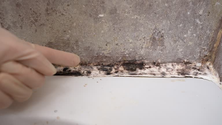 Best Mold Damage Restoration  in Bayport, NY